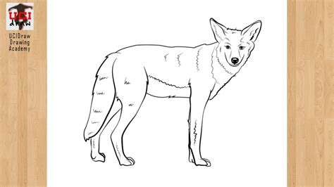 How to Draw a Coyote Easy Drawing Step by Step | Coyote Sketch Art for ...