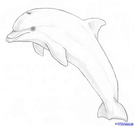 Easy Drawing Dolphin