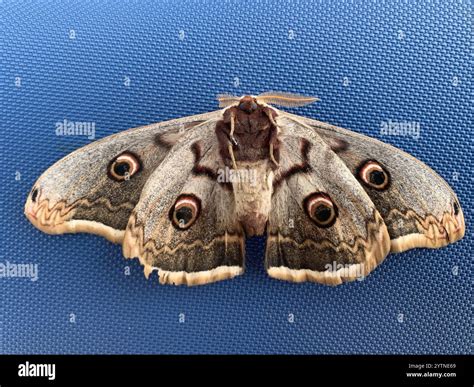 Giant Peacock Moth (Saturnia pyri Stock Photo - Alamy