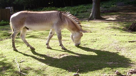 Animals That You Need To See | Times Knowledge India