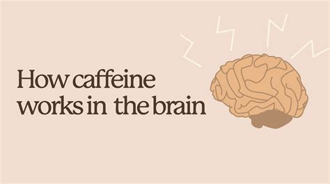How Caffeine Works On The Brain at Troy Hager blog