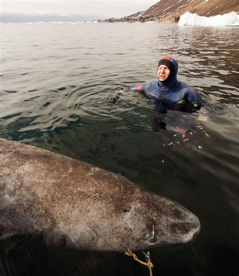 Greenland Shark Eat Polar Bear