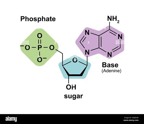 RNA Nucleotide Structure 的图像结果