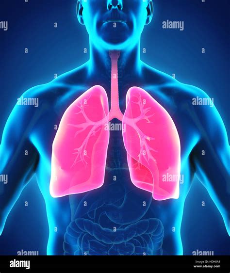 Image result for Lung Segmentation Using CNN