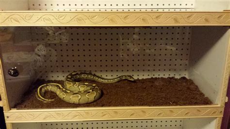Image result for Ball Python Snake Rack Build