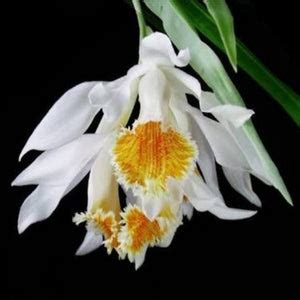 Thunia marshalliana sp. – EXOTICA ORCHIDS