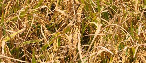 Welcome to Supplyco paddy