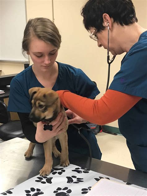 Image result for Accredited Vet Tech Programs