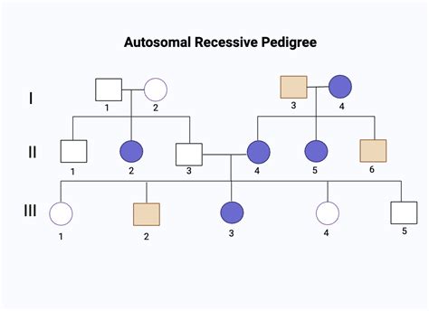 Image result for Recessive Allele Example