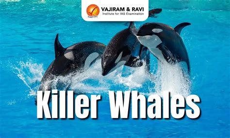 Killer Whales, Appearance, Habitat, Conservation, Latest News