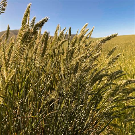 Roadcrest Crested Wheatgrass - Great Basin Seeds - Agropyron cristatum