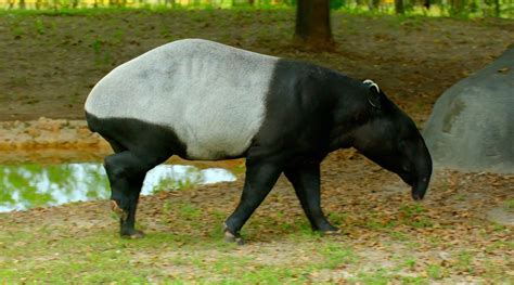 Malayan Tapir – animal.my