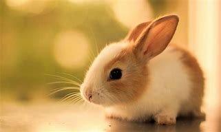 Image result for Cutest Bunny Rabbits