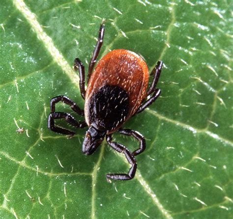 List of Vaccine-Preventable Diseases | Britannica | Britannica