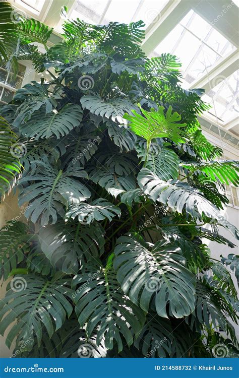 Huge Monstera Plant