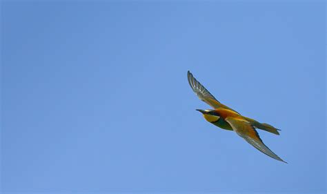 Image result for European Bee-eater Flying Back View