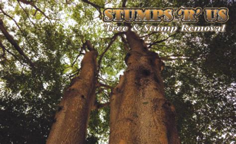 Image result for Tree Rot Infection