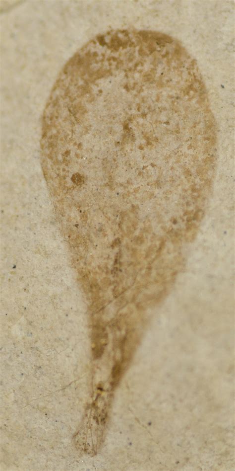 326. CU_0198cpt - Fossil Leaf Lens