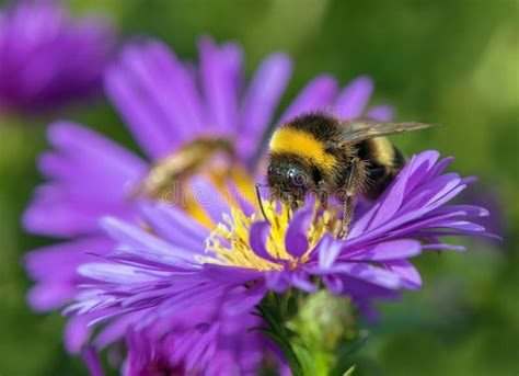 White-tailed Bumblebee in Latin Bombus Lucorum Stock Photo - Image of ...