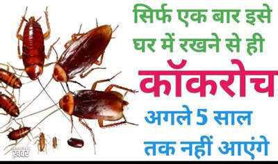 Effective home remedies to eliminate cockroaches naturally