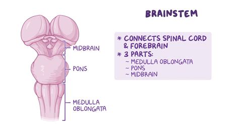 Video: Anatomy of the brainstem | Osmosis