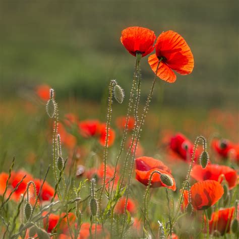 What do yarrow seedlings look like? - growhappierplants.com