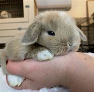 Image result for Bunny Rabbit Babies