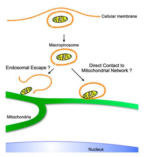 From Cell Entry to Engraftment of Exogenous Mitochondria