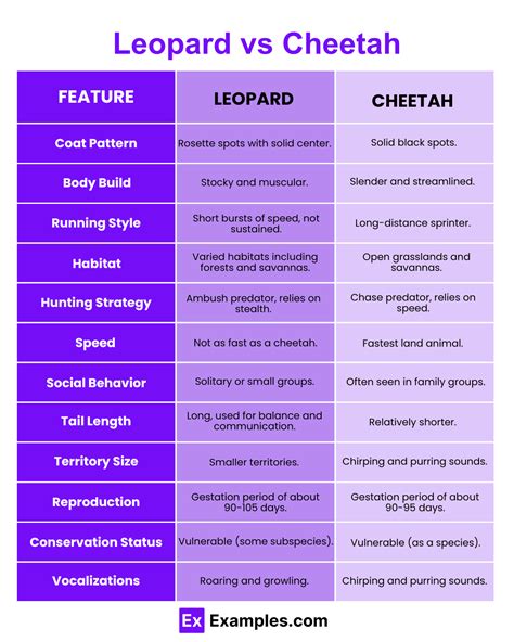 Cheetah Vs Leopard Know The Differences And Similarities