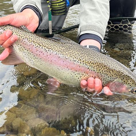 BLOG & Yakima River Fishing Report — Red's Fly Shop