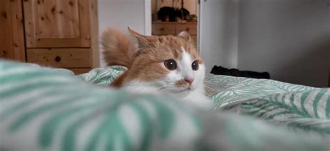 Post-poop zoomies in progress. Cell switched off for safety reasons. : r/OneOrangeBraincell