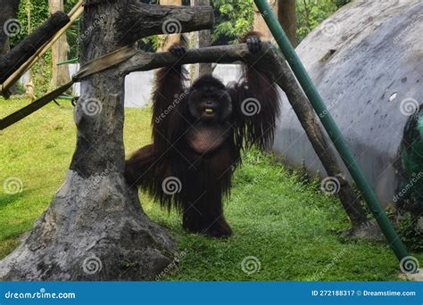 Monkey at the zoo stock image. Image of eyes, park, thoughtful - 272188317