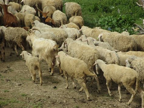 Cannundrums: Sharr Mountain (Kosovo) Sheep Cheese