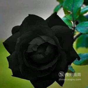 92黑玫瑰对黑玫瑰-更新更全更受欢迎的影视网站-在线观看
