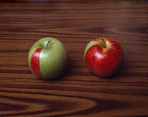 Image result for Random Object Photography