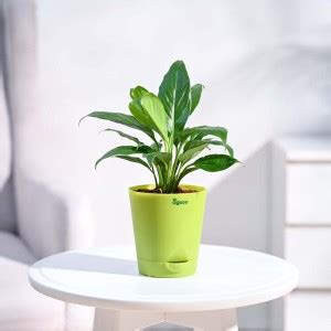 UGAOO Peace Lily Plant Price in India - Buy UGAOO Peace Lily Plant ...