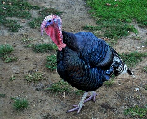 Image result for Turkey Trot Tutorial