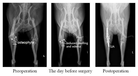 Stifle Joint Arthrodesis for Treating Chronic-Osteoarthritis-Affected Dogs