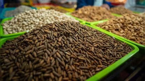 From Chilgoza to Chiraunji: The lesser-known nuts of India and their ...