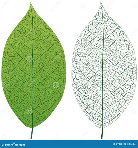 Leaf Vein Stock Photography - Image: 27072162