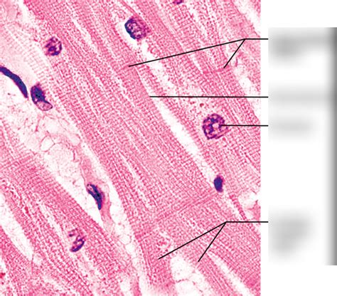 Image result for Cardiac Muscle Labelled Diagram
