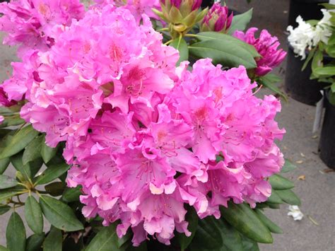 Rhododendron 'Roseum Elegans' - Pépinière Cramer Inc.