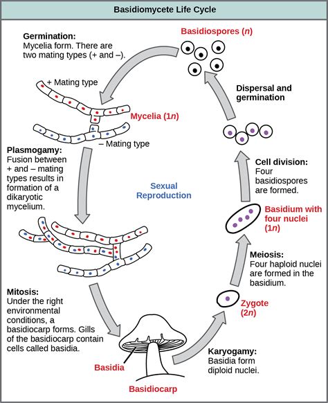 Biology 2e, Biological Diversity, Fungi, Classifications of Fungi ...