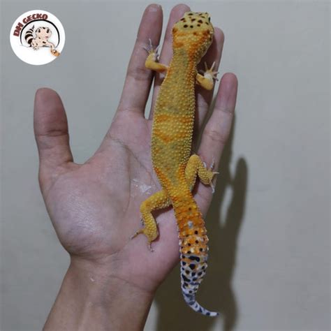 Jual Leopard Gecko Poss Giant Emerine - gecko leopard - Kota Bandung ...