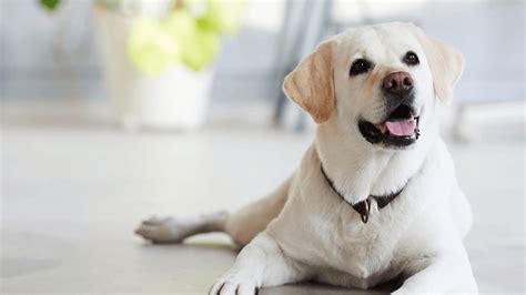 Polkton, NC Veterinary Services | Brown Creek Animal Hospital