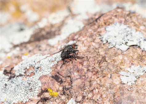 Image result for Bot Fly Insect