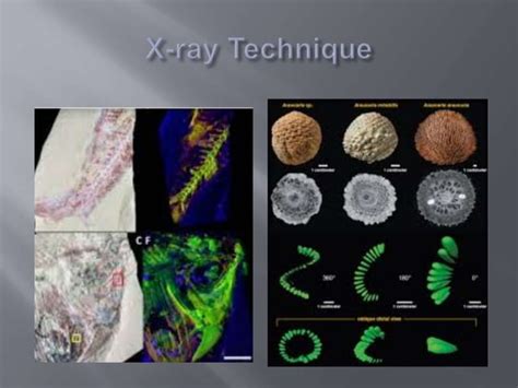 Formation of Fossils 的图像结果
