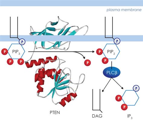 Image result for Pi PIP2 PIP3
