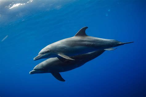 22 Fascinating Warm-blooded Animals You Should Know - Richmond Mom