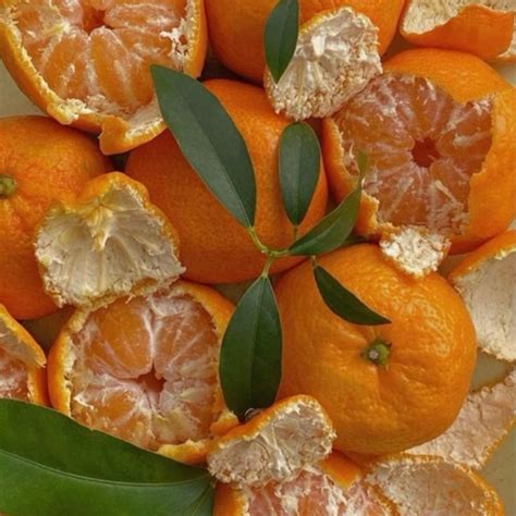 Tangerines – Delhi Poetry Slam
